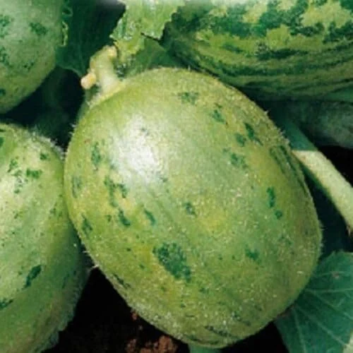 Carosello Tondo di Manduria