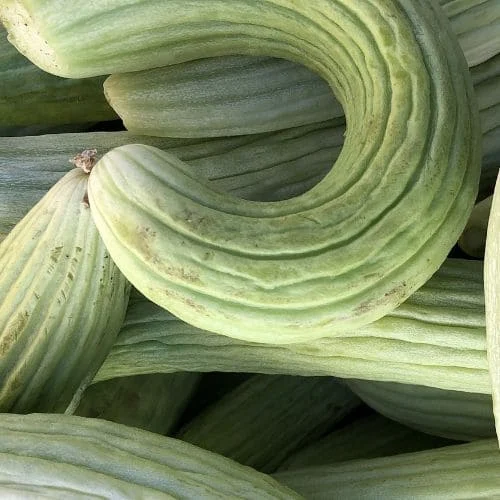 Tortarello Barese Verde Chiaro