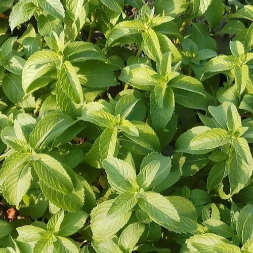 Basilico Limone Lemon Basil