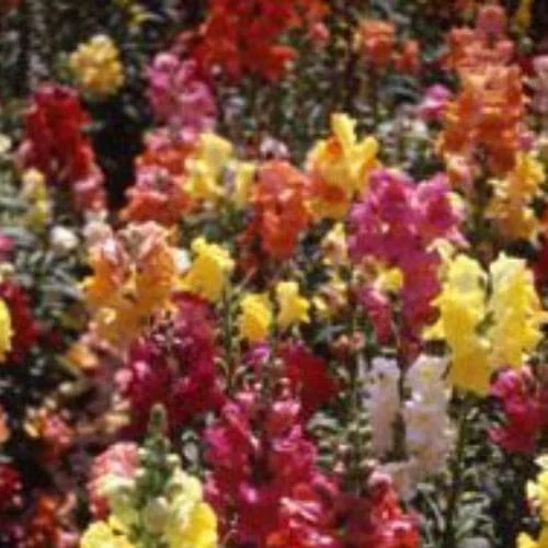 Bocca di Leone Grandiflorum Mix