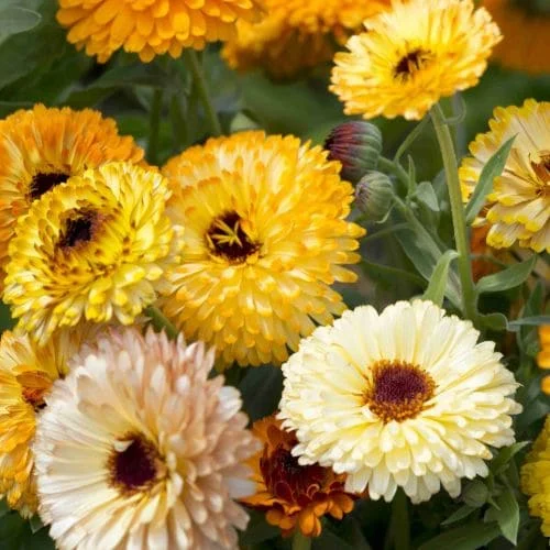 Calendula Play Time Mix