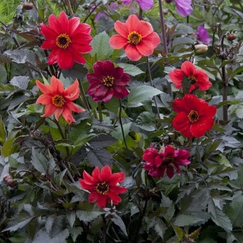 Dalia Bishop's Children