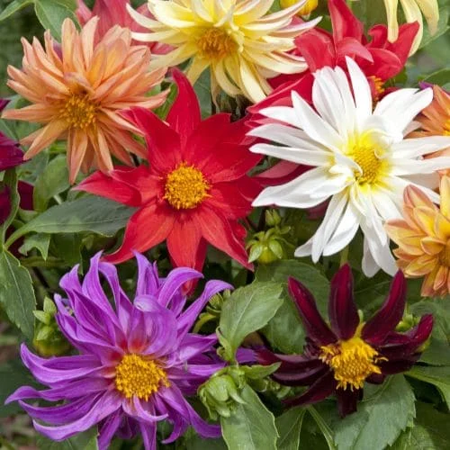 Dalia Cactus Mix
