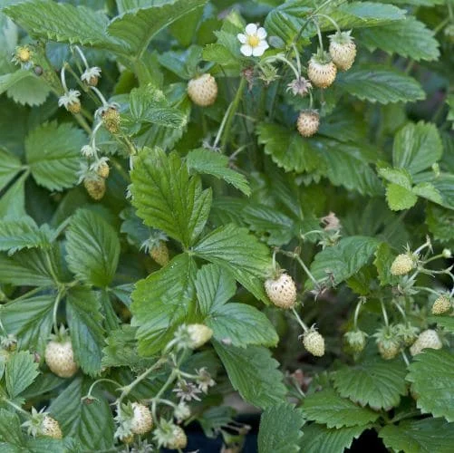 Fragola di bosco Yellow Wonder