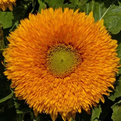 Girasole Orange Sun