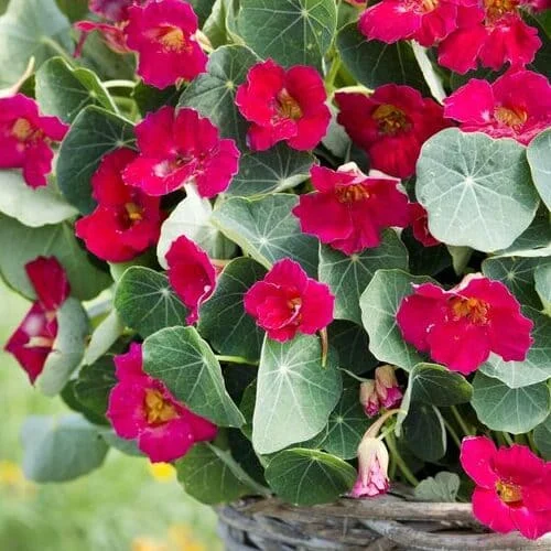 Nasturzio Nano Baby Rose