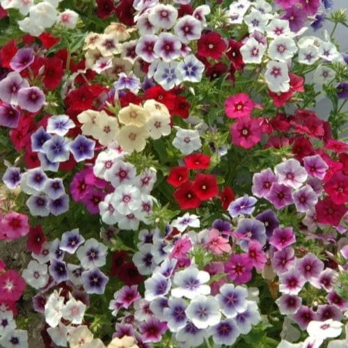 Phlox Tapestry Mix