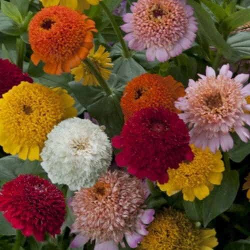 Zinnia Cresto Mix