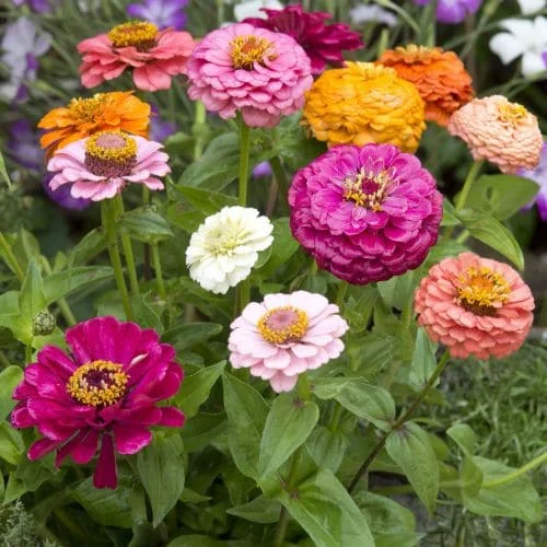 Zinnia Cut & Come Again Mix