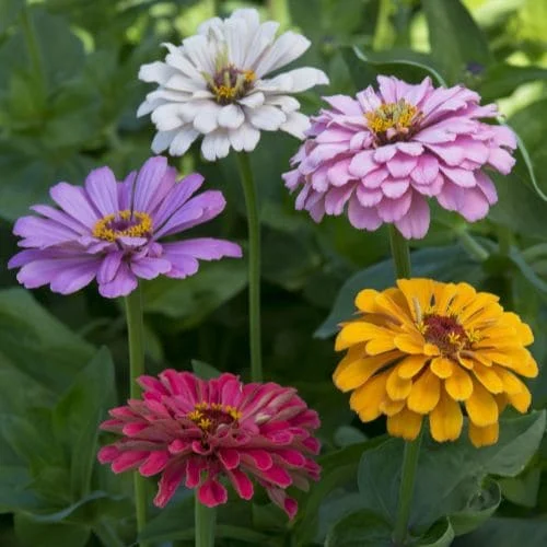 Zinnia Dahlia Flowered Mix