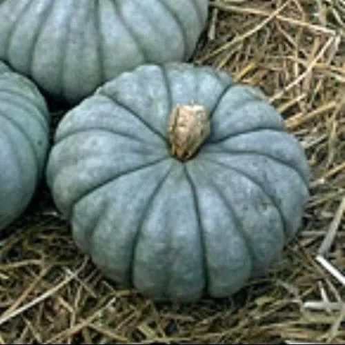 Zucca Jarrahdale (Cucurbita Maxima)