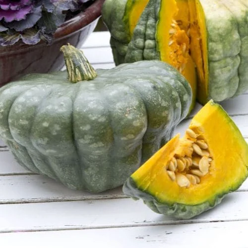 Zucca Queensland Blue