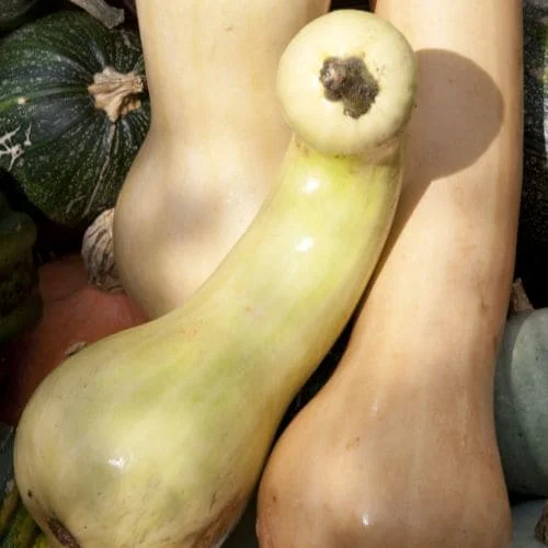 Zucca Tahiti Melon
