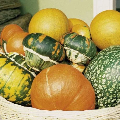Zucche ornamentali a frutto grosso
