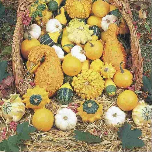 Zucche ornamentali a frutto piccolo
