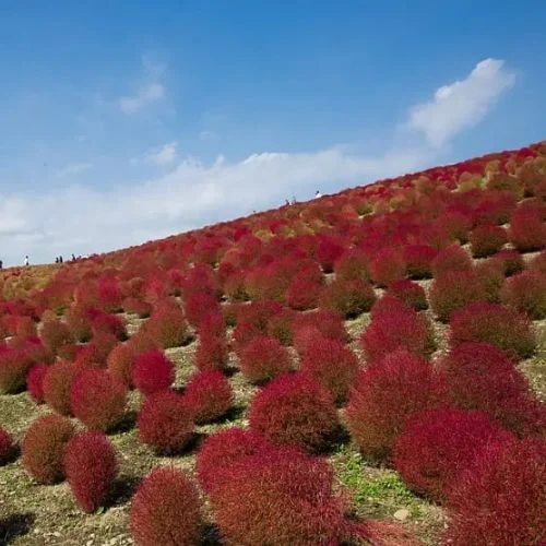 Kochia scoparia trichophylla cipresso estivo