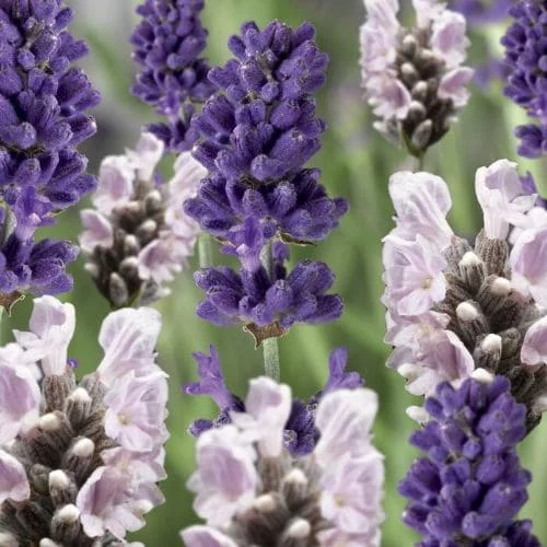 Lavanda Angustifolia Scent Blue & White Mix