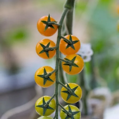 Pomodoro Ciliegino Giallo (Golden Cherry)