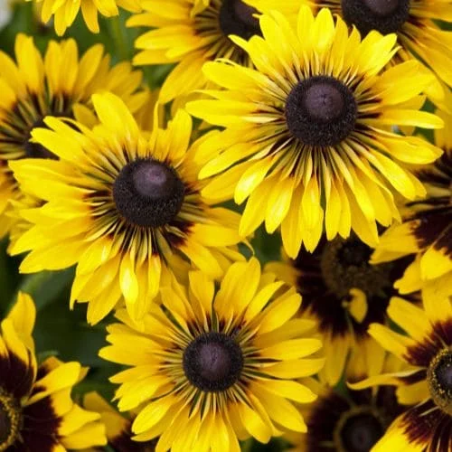 Rudbeckia Sputnik