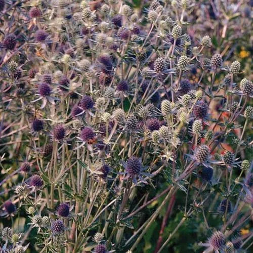 Eryngium Planum Blue Infiorescenze semi
