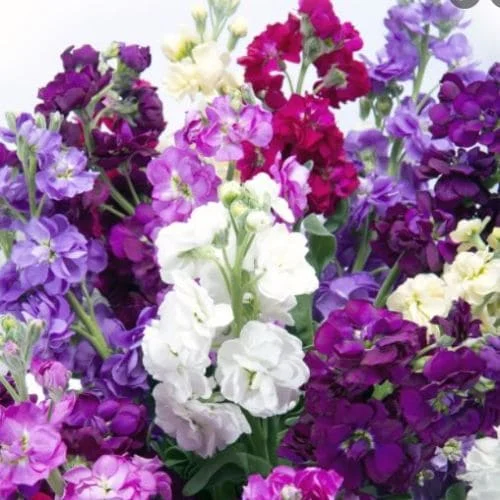 Matthiola Incana Mammouth Excelsior Mix