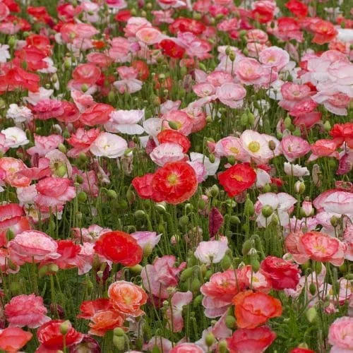 Papavero Comune Falling in Love Mix