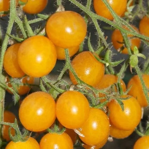 Ciliegino Giallo Clementine Biologico