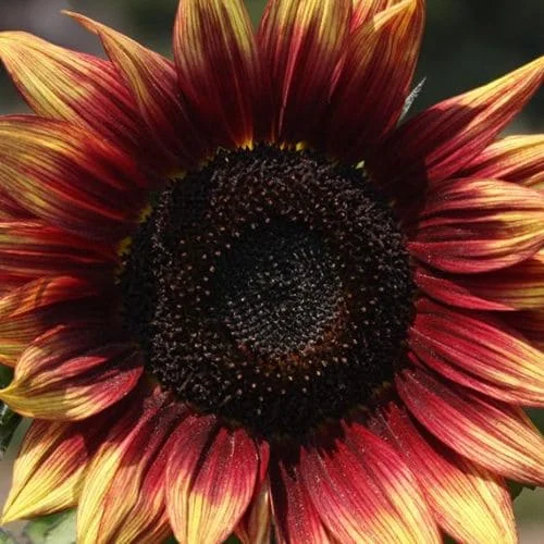 Girasole Rosso Biologico