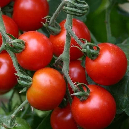 Ciliegino Rosso Zuckertraube Biologico