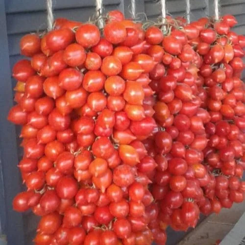 Pomodoro Galatino Piennolo Napoletano Biologico