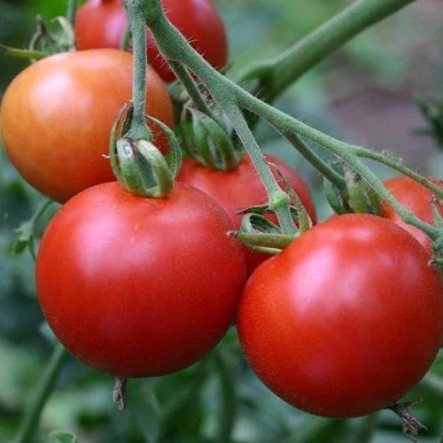 Pomodoro Tondo ' Matina' Biologico