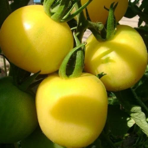Pomodoro Tondo Mirabelle Blanche Biologico