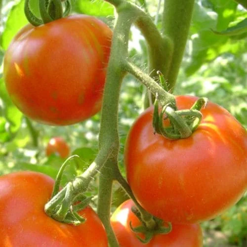 Pomodoro Tondo Tigerella Bicolore