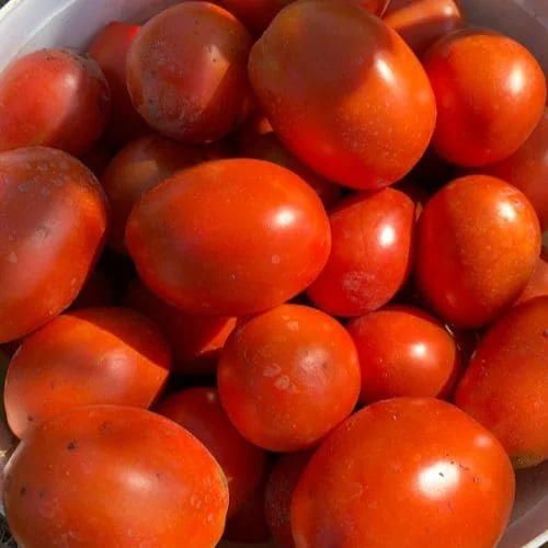 Pomodoro Roma V.F.