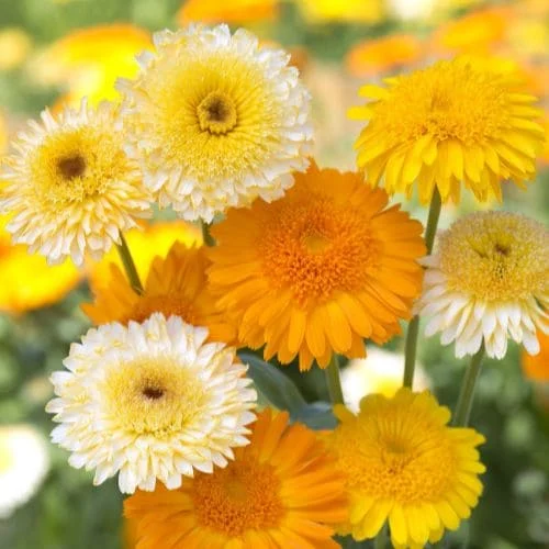 Calendula Kinglet Mix Fiori Crestati