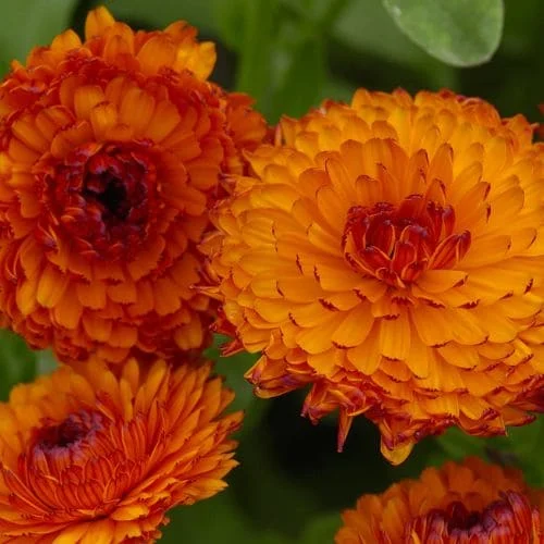 Calendula Neon