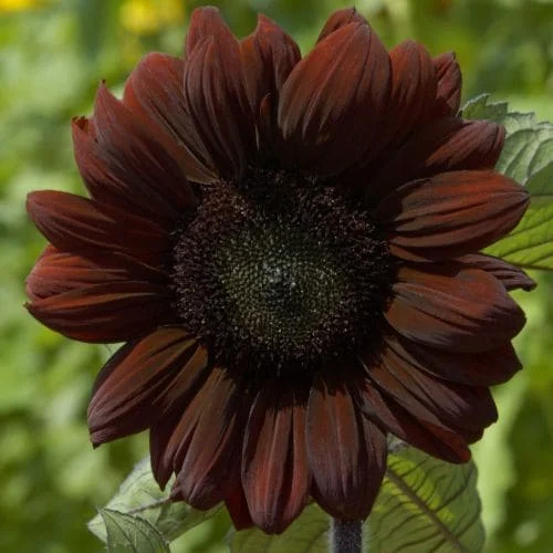 Girasole Claret
