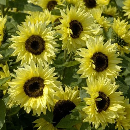 Girasole Garden Statement