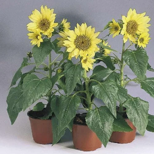 Girasole Nano Pacino Lemon