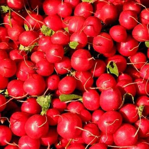 Ravanello Rosso Gigante Sardo
