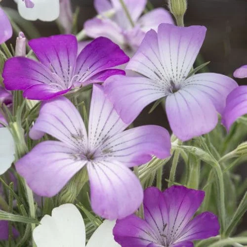 Agrostemma gracilis Queen Mix