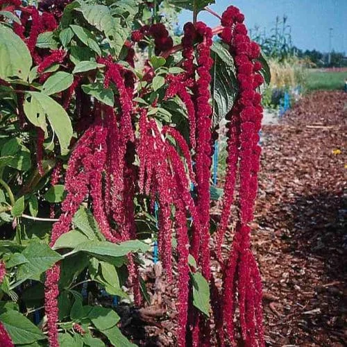 Amaranto Rosso Amaranthus caudatus
