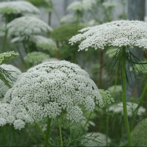 Ammi visnaga Casablanca