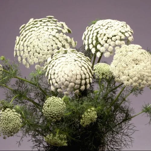 Ammi visnaga Green Mist