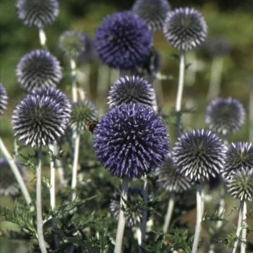 Cardo pallottola Blue Glow Echinops bannaticus