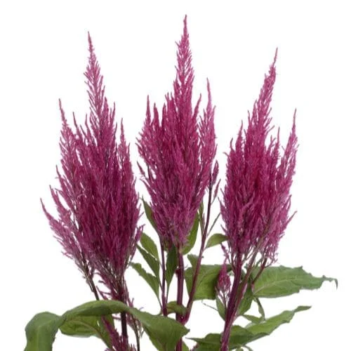 Celosia argentea plumosa 'Century Pink'