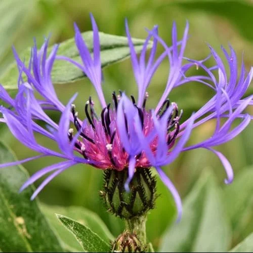 Centaurea montana Fiordaliso montano