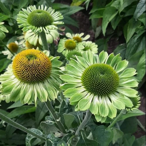 Echinacea purpurea Alan's Pride