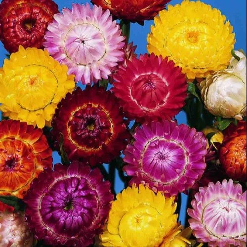 Elicriso Mix Helichrysum bracteatum