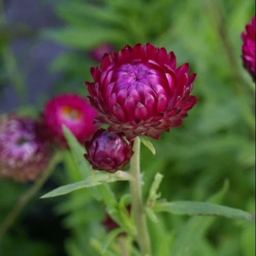 Helichrysum bracteatum Purple Viola